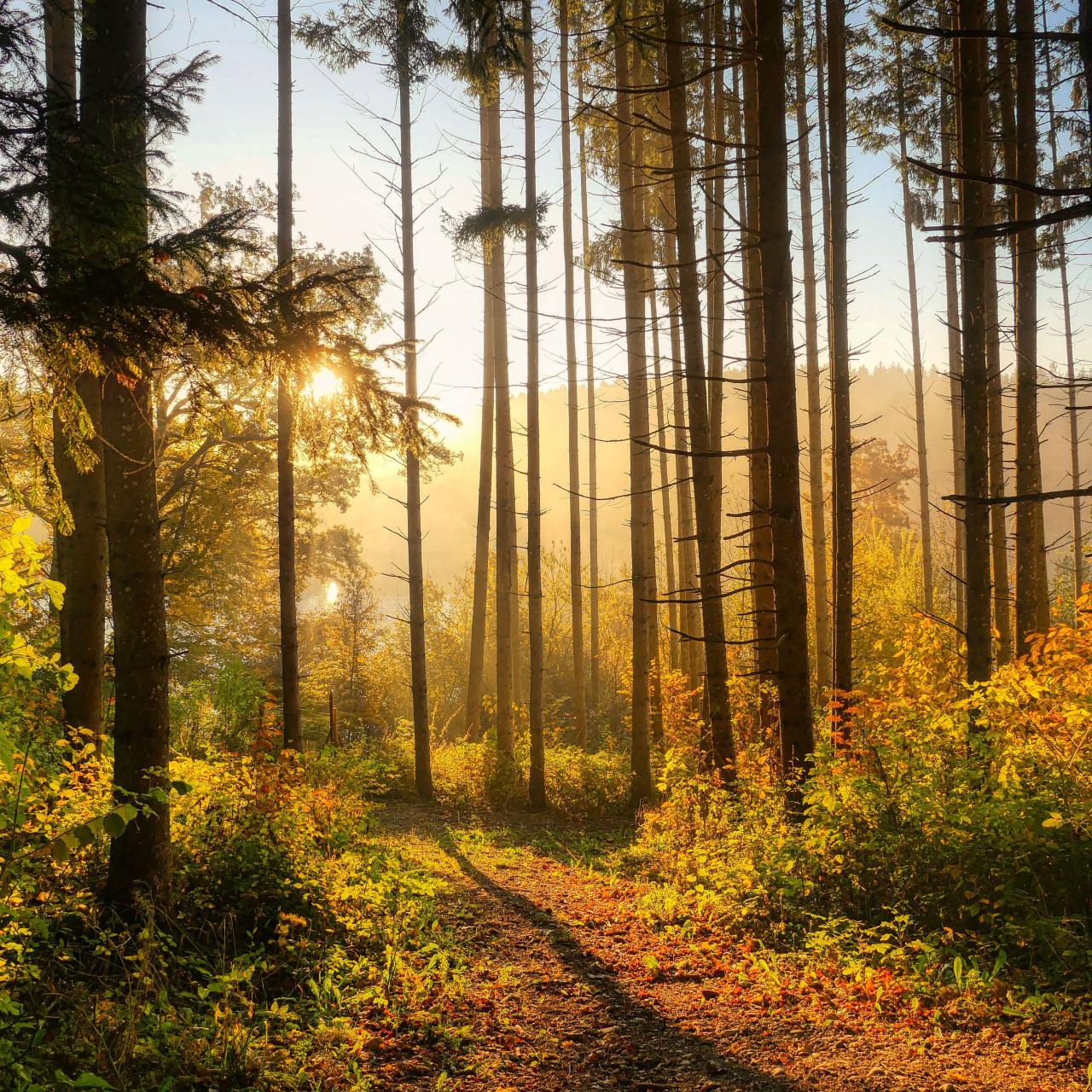 Herbstliche Waldstimmung im Abendlicht